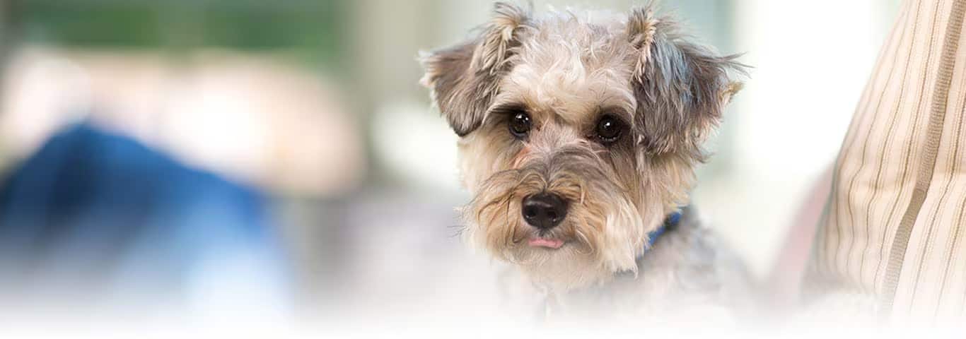 Photo of a Standard Schnauzer dog