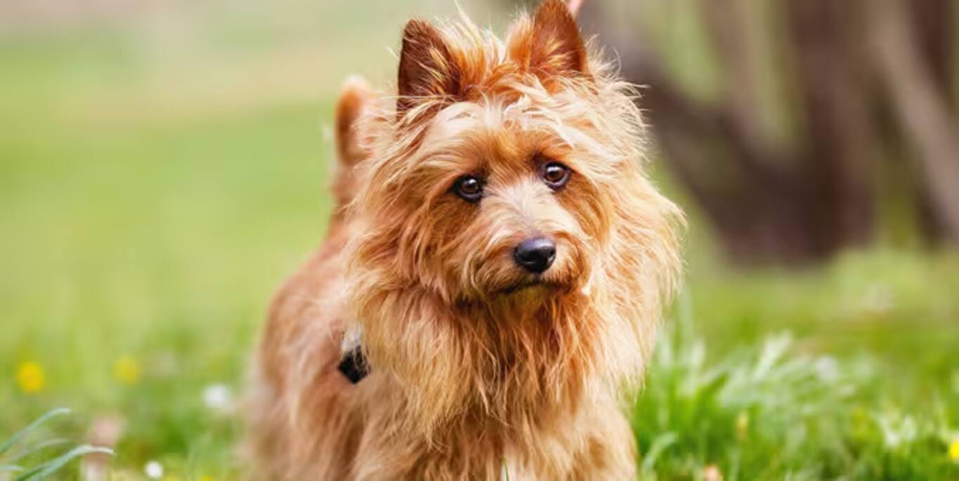 Photo of a Australian Terrier dog