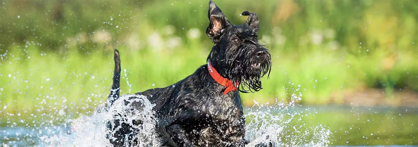 Photo of a Giant Schnauzer dog