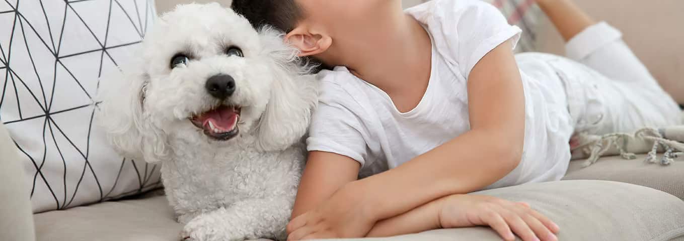 Photo of a Bichon Frise dog