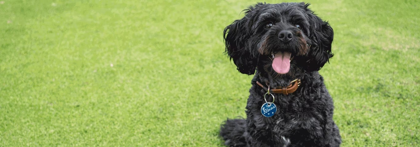 Photo of a Cavoodles dog
