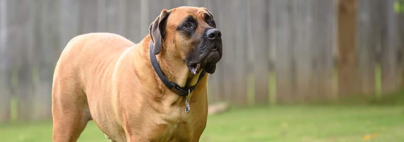 Photo of a Mastiff dog