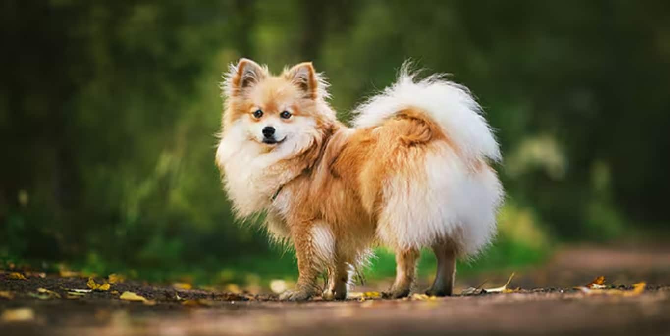Photo of a German Spitz dog