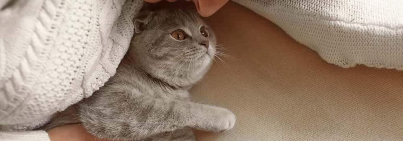 Photo of a British Shorthair Cat cat
