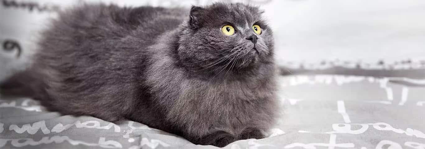 Photo of a Highland Fold cat