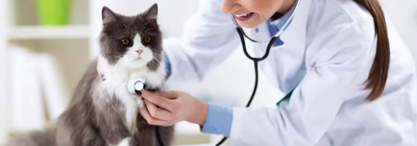 Photo of a Persian Cat cat