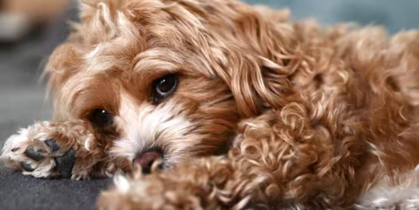 Photo of a Maltipoo dog