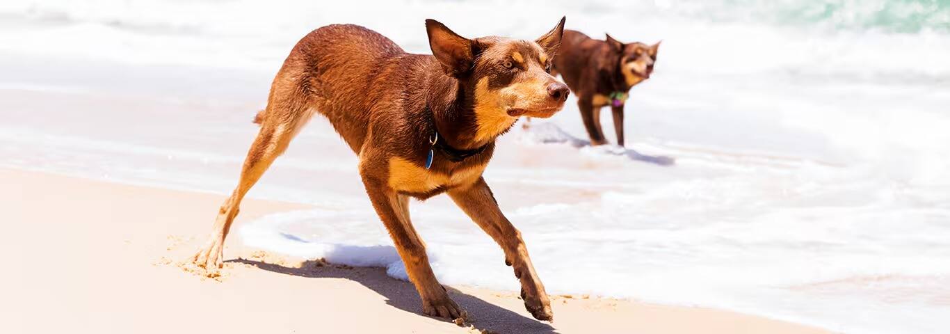Photo of a Australian Kelpie dog