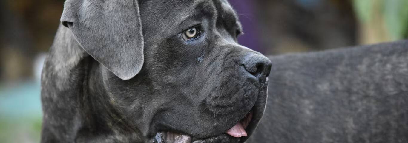 Photo of a Cane Corso dog