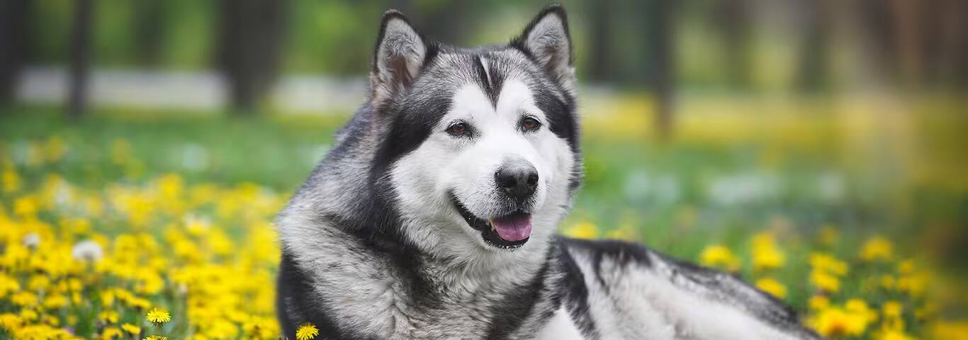 Photo of a Alaskan Malamute dog