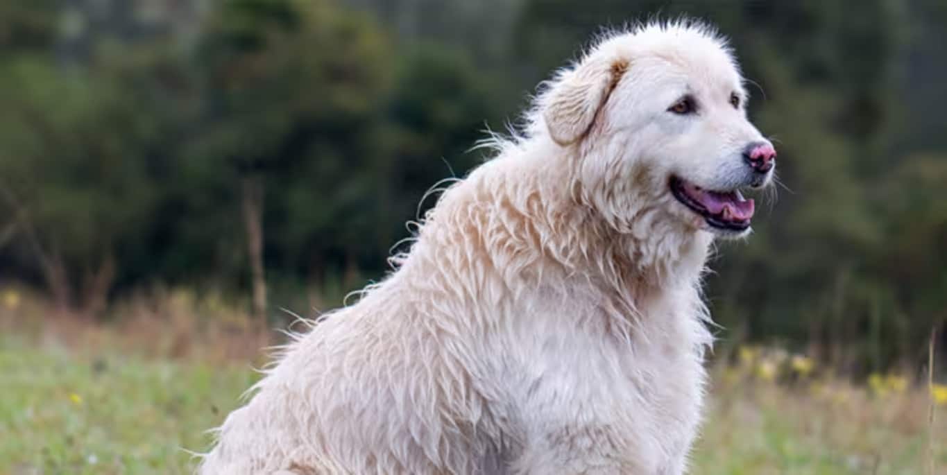 Photo of a Maremma Sheepdog dog