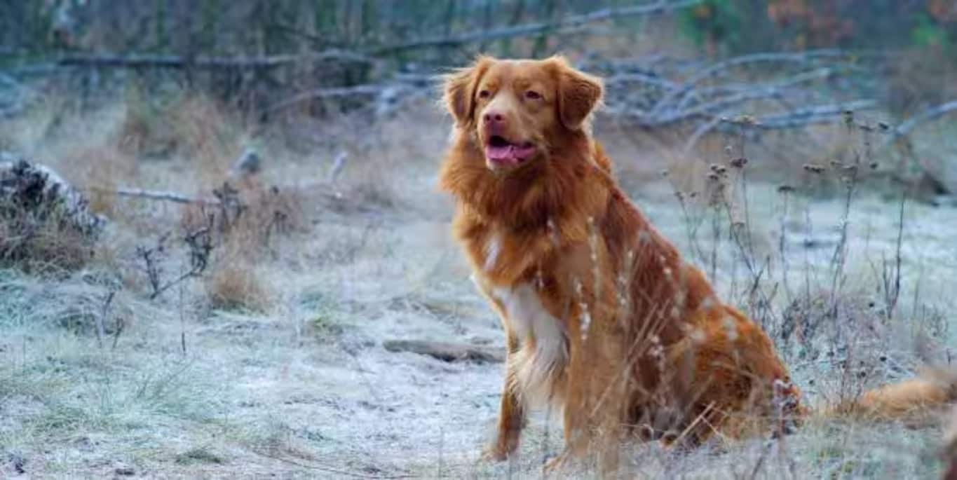 Photo of a Nova Scotia Duck Tolling Retriever dog