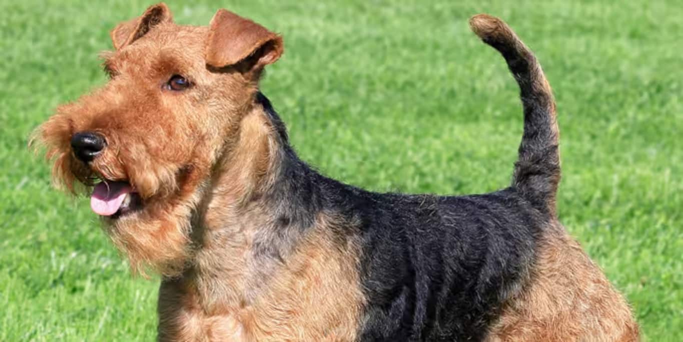 Photo of a Welsh Terrier dog