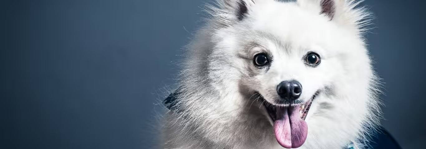 Photo of a Japanese Spitz dog