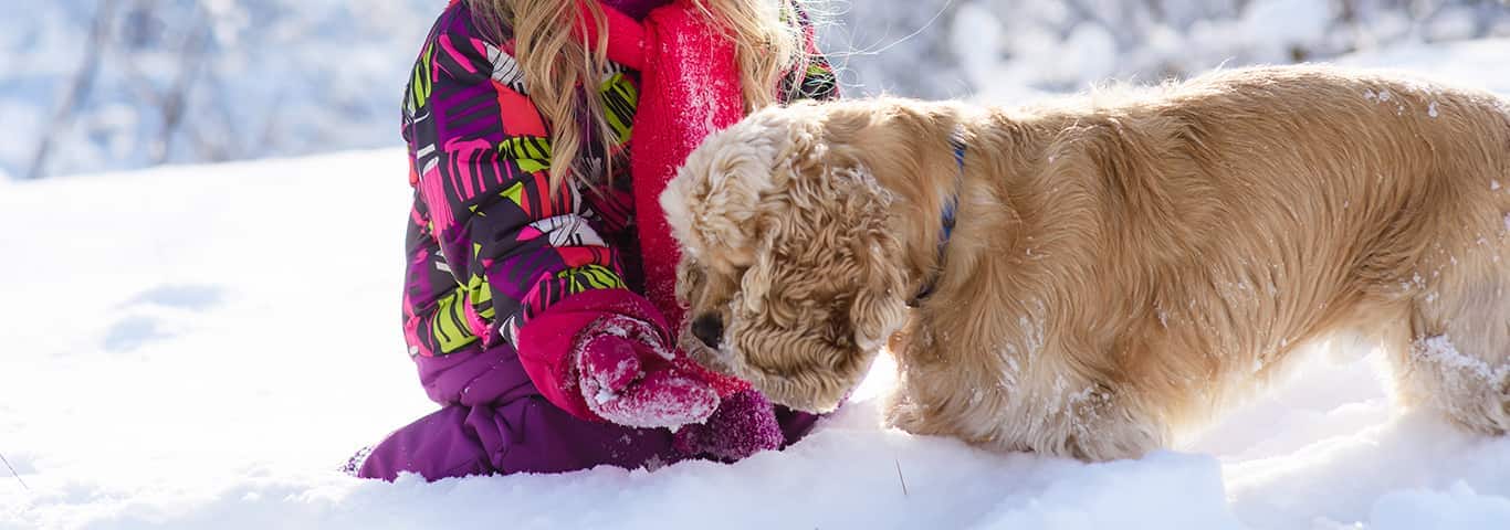 Photo of a Cocker Spaniel dog
