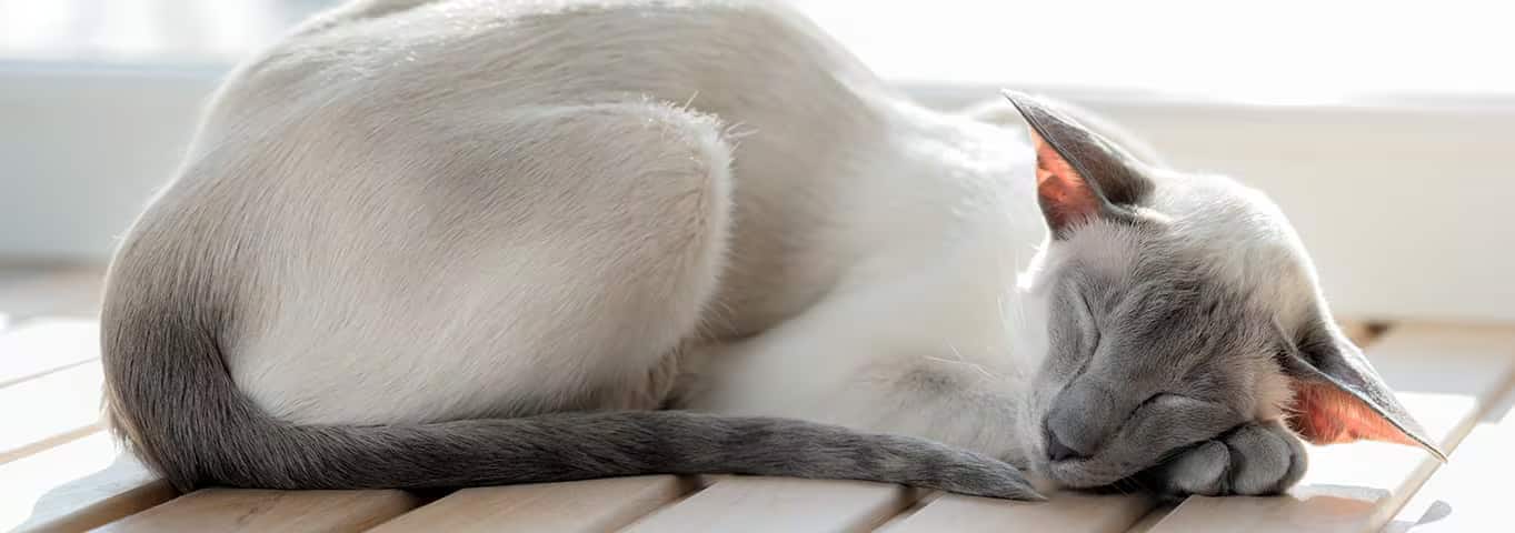 Photo of a Oriental Cat cat