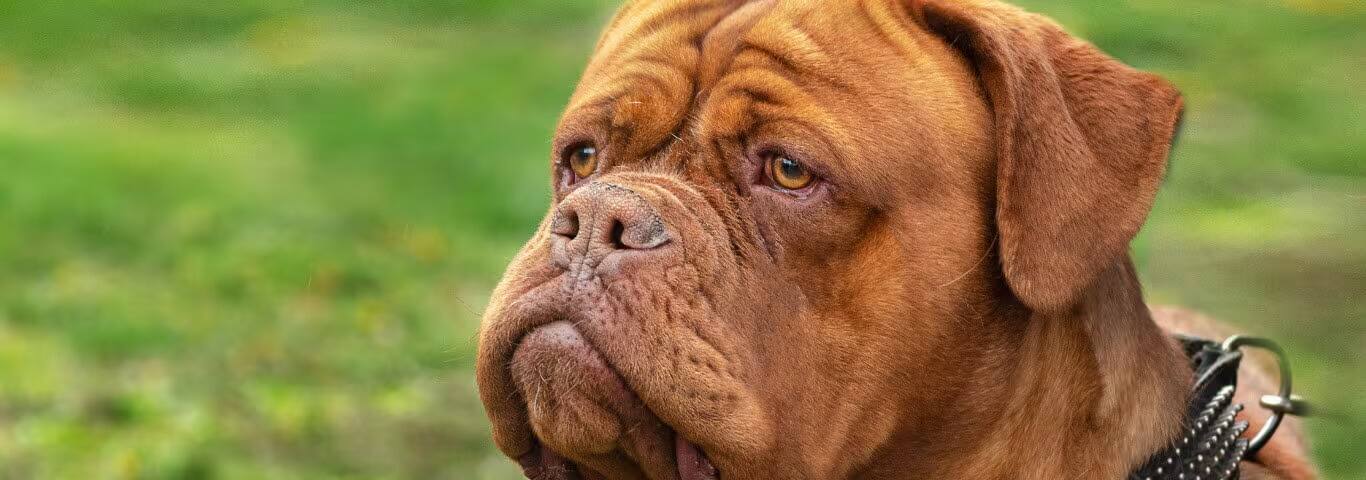 Photo of a Dogue De Bordeaux dog