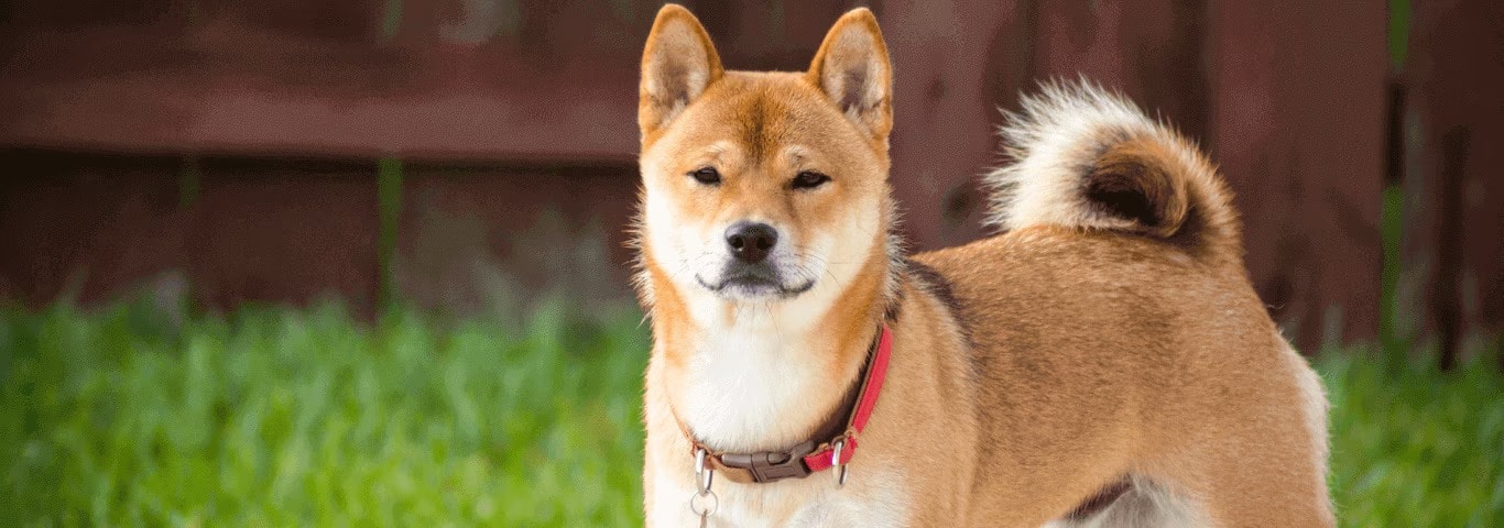 Photo of a Shiba Inu dog