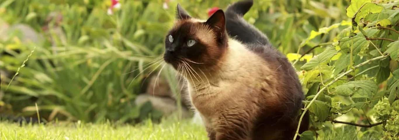 Photo of a Siamese cat
