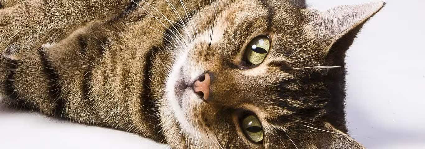 Photo of a European Shorthair Cat cat