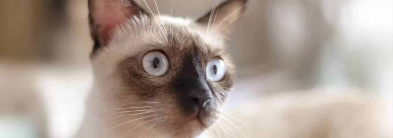 Photo of a Thai Cat cat