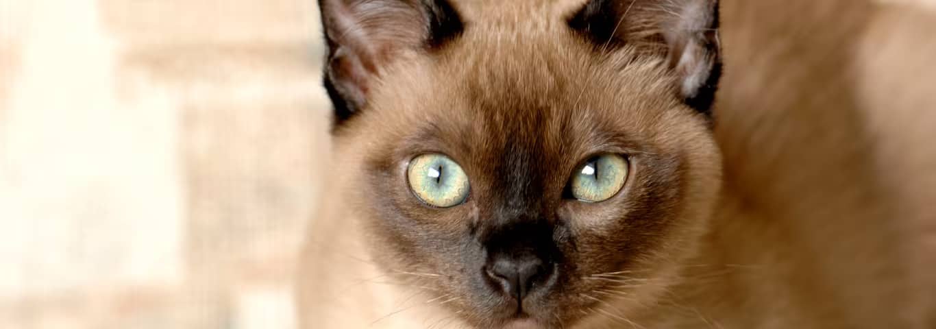 Photo of a Tonkinese Cat cat