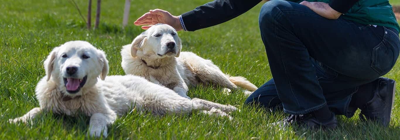 Photo of a Akbash Dog dog