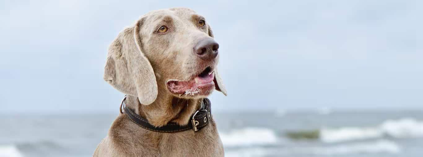 Photo of a Weimaraner dog