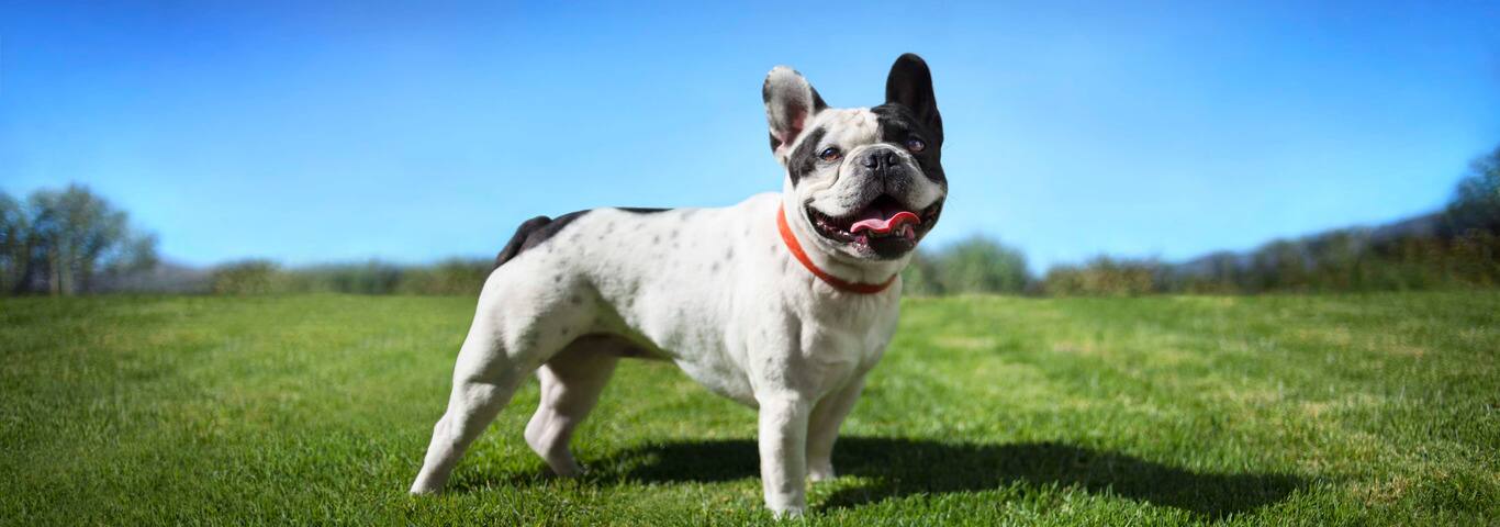 Photo of a French Bulldog dog