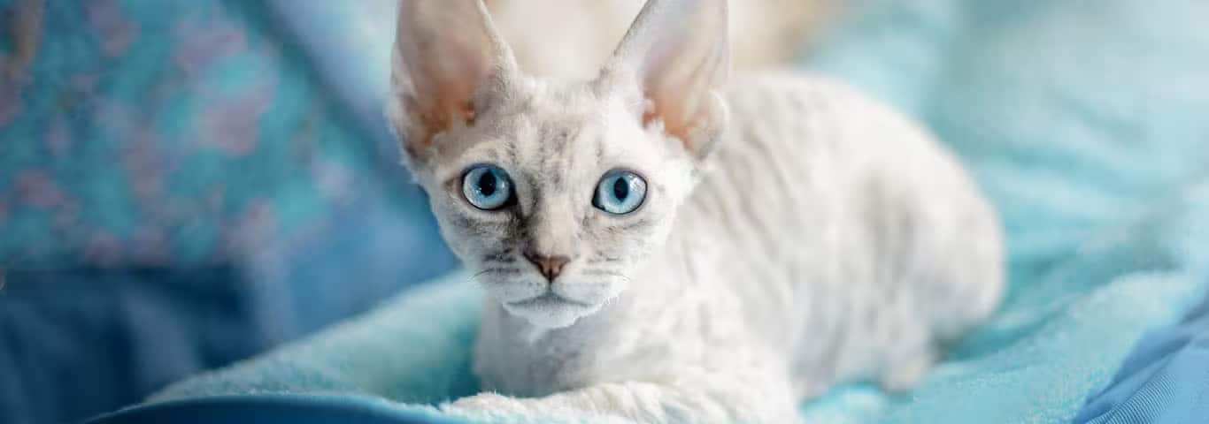 Photo of a German Rex cat
