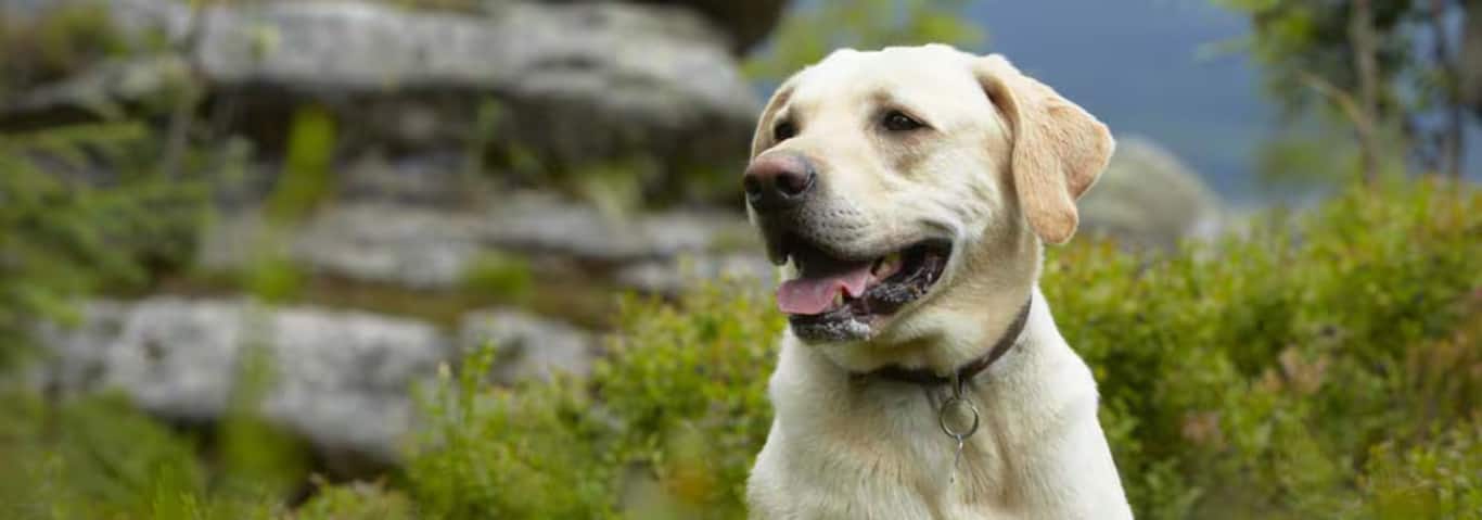 Photo of a Labrador Retriever dog