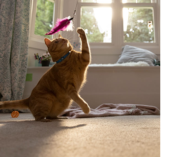 cat playing with a cat toy