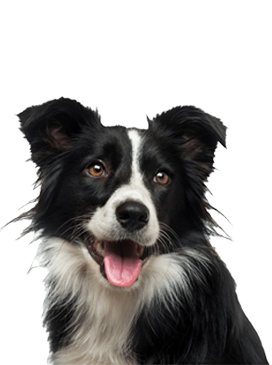 White and Black Dog