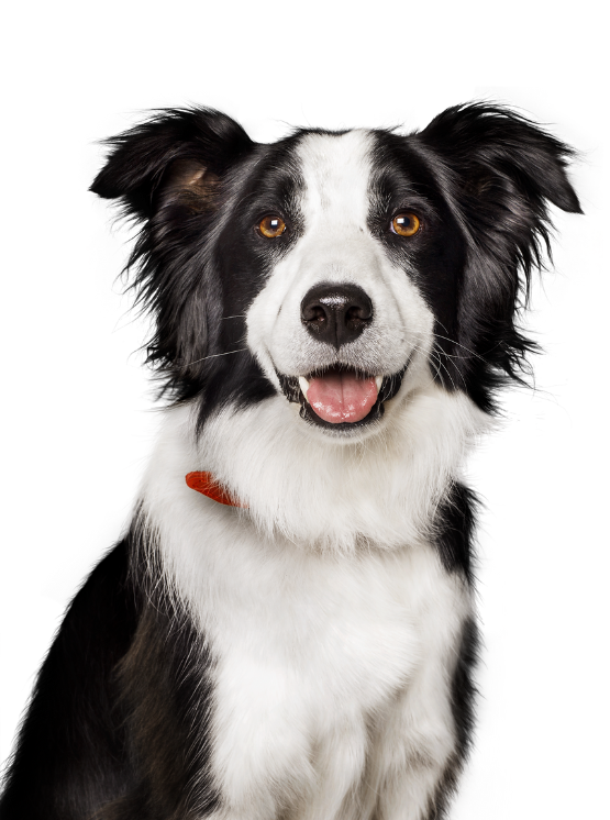 White and Black Dog
