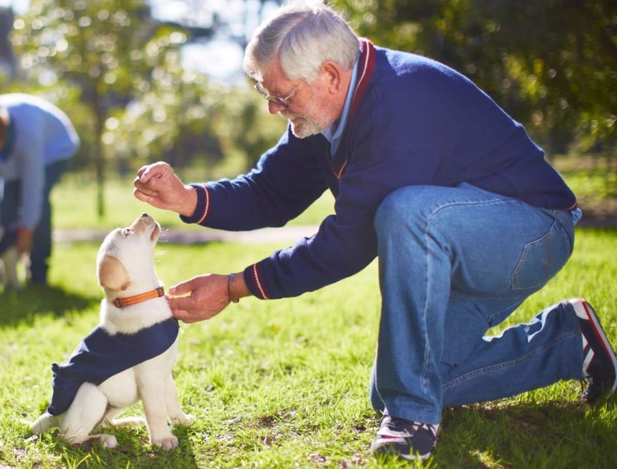 A puppy with tagged collar being fed by a man.