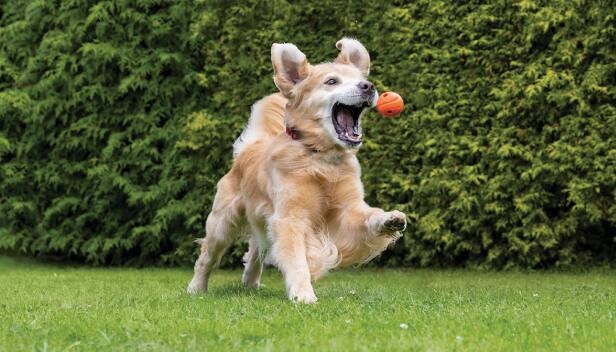 Golden Retriever leaps to catch an orange ball in its mouth