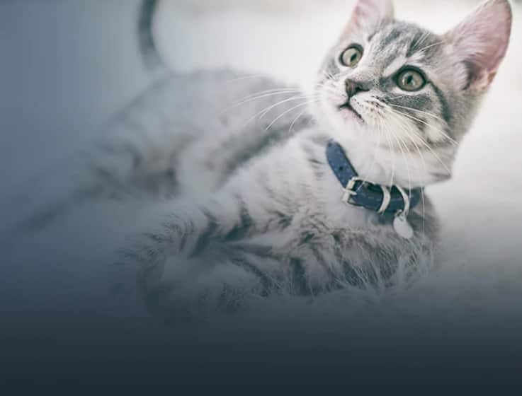 kitten lying down