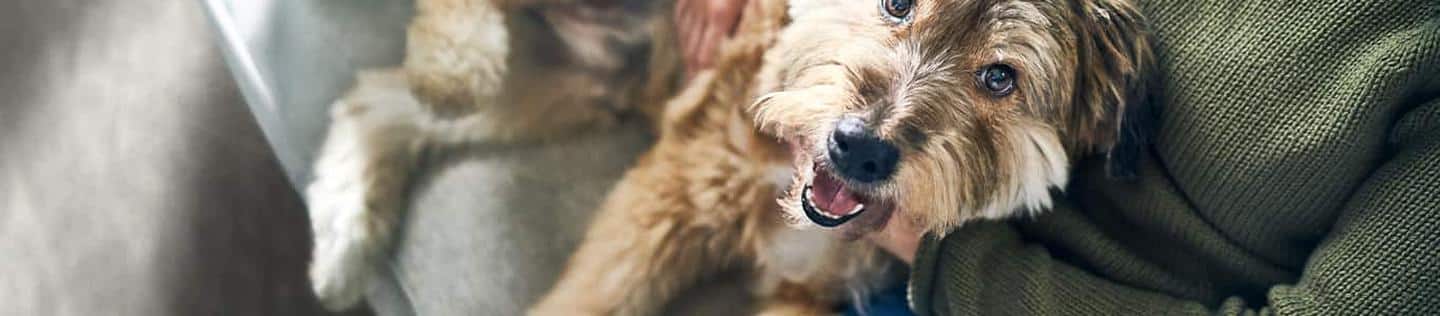 dog in a couch being petted