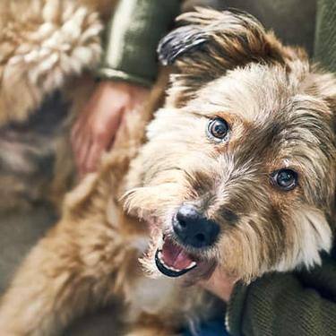 dog in a couch being petted