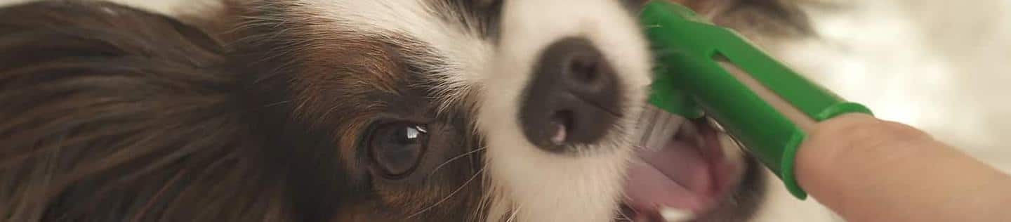 dog teeth's being brushed gently