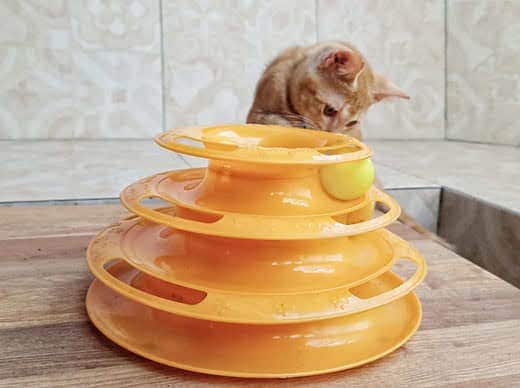 cream-colored kitten playing with a spiral ball tower interactive cat toy