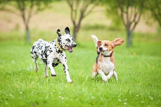 Dalmatian dog playing with beagle