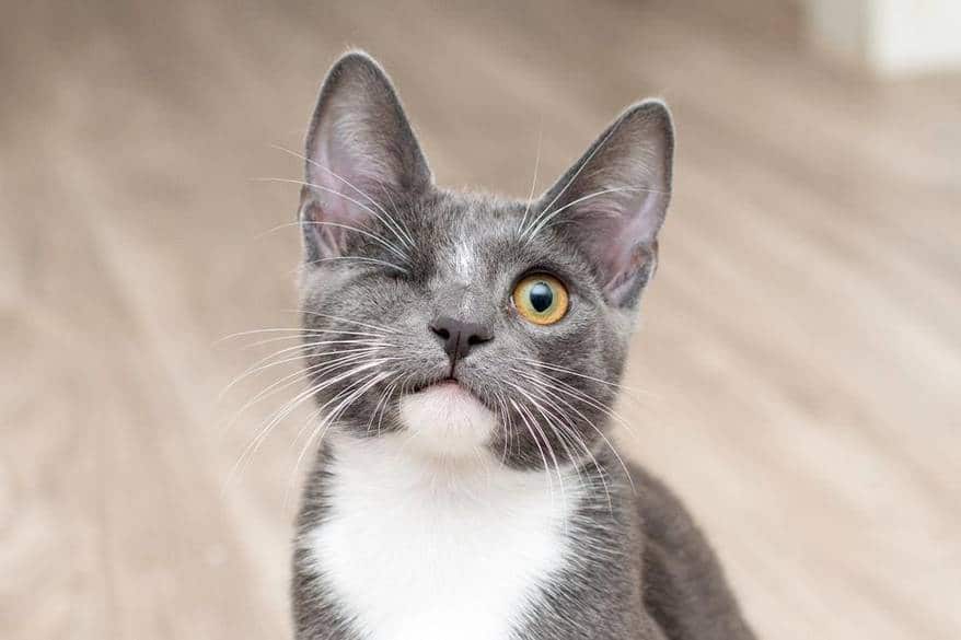 Disabled cat