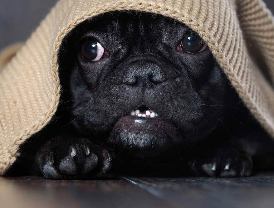 French bulldig hiding beneath a banket.