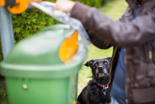Dog looks on as human places waste in trash bin.