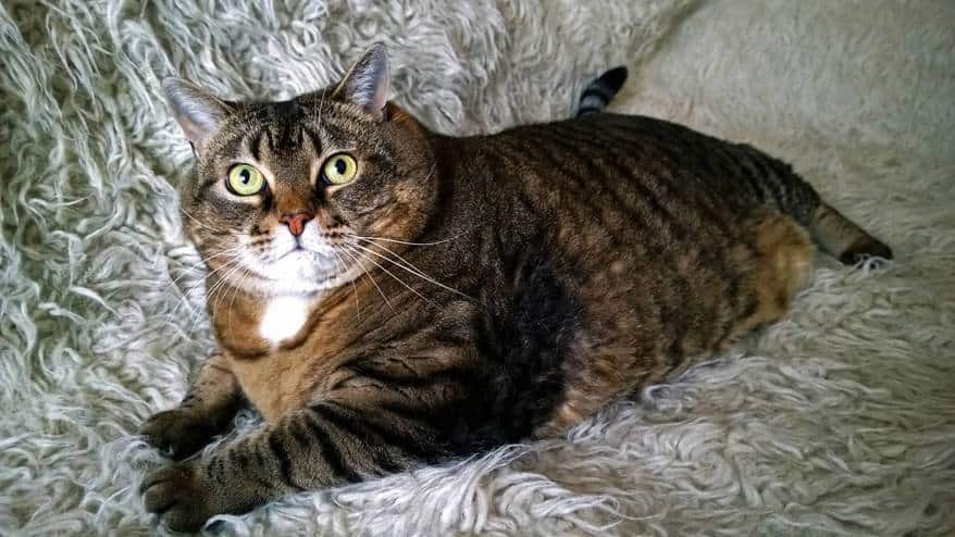 Large striped cat with green eyes lying on bed.