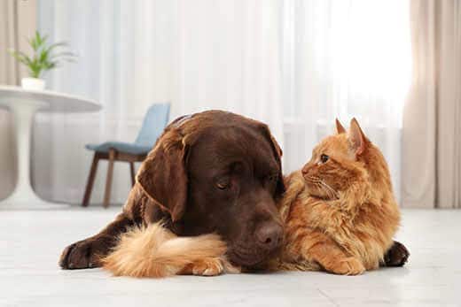 Fluffy orange cat lays on ground next to chocolate lab.