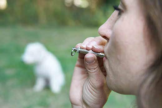 Pet Owner Training Dog Using Whistle