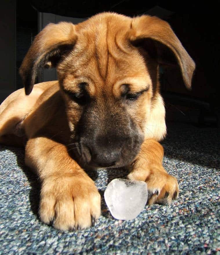 Puppy playing with an ice cube