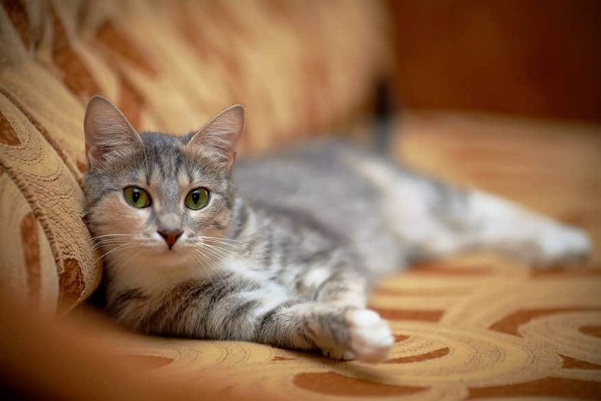 The gray cat with green eyes lies on a sofa. Gray cat with green eyes. Gray cat. Striped not purebred kitten. Small predator. Small cat.
